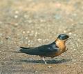 Hirundo_semirufa