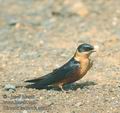 Hirundo_semirufa