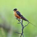 Hirundo_semirufa_ba7373