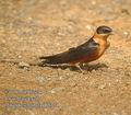 Hirundo_semirufa_db8314