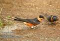 Hirundo_semirufa_db8323