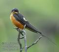 Hirundo_semirufa_ed6851