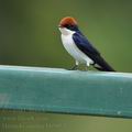 Hirundo_smithii_bb5052