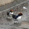 Hirundo_smithii_bb8909