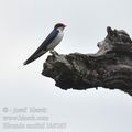 Hirundo_smithii_bb9265