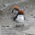 Hirundo_smithii_ee3008