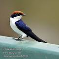 Hirundo_smithii_fb2770