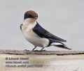 Hirundo_smithii_pa2170255