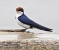 Hirundo_smithii_pa2170263