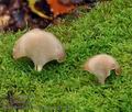Hohenbuehelia_auriscalpium_bp2349