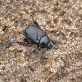 Hoplia_hungarica_ak7027