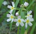 Hottonia_palustris_ab1107