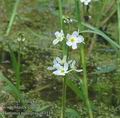 Hottonia_palustris_ab1119