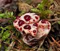 Hydnellum_peckii_cr4495s