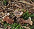 Hydnellum_tardum_bi4389