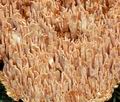 Hydnum_ellipsosporum_bv7576
