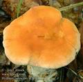 Hydnum_rufescens_ac2790