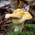 Hydnum_rufescens_al9681