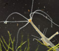 Hydra_oligactis_cd4490
