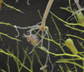 Hydra_oligactis_cd4491
