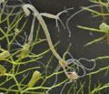 Hydra_oligactis_cd4494