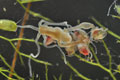 Hydra_oligactis_cd4503