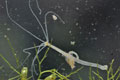 Hydra_oligactis_cd4512