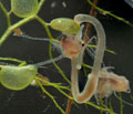 Hydra_oligactis_cd4533s