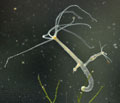 Hydra_oligactis_cd4551