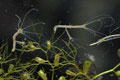 Hydra_oligactis_cd5187