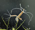 Hydra_oligactis_cd5196