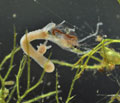Hydra_oligactis_cd5200