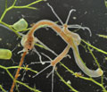 Hydra_oligactis_cd5216