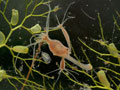 Hydra_oligactis_cd5304s