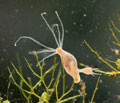 Hydra_oligactis_cd5315s
