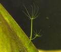 Hydra_viridissima_bt5122