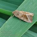 Hydraecia_micacea_bk6148