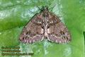 Hydriomena_impluviata_2939
