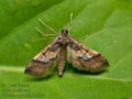 Hydriris_ornatalis_jn2163s