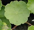 Hydrocotyle_vulgaris_ac6967