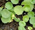 Hydrocotyle_vulgaris_ac6977