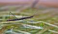 Hydrometra_stagnorum_cb5835s