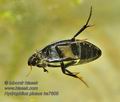 Hydrophilus_piceus_ha7608