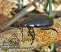 Hydrophilus_piceus_hd6821