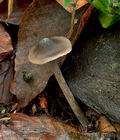 Hydropus_scabripes_cg2324s