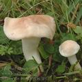 Hygrocybe_berkeleyi_ac7947