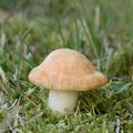 Hygrocybe_berkeleyi_aj4030