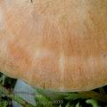 Hygrocybe_berkeleyi_aj4039