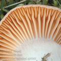 Hygrocybe_berkeleyi_aj4046