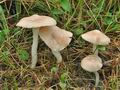 Hygrocybe_berkeleyi_cr4962